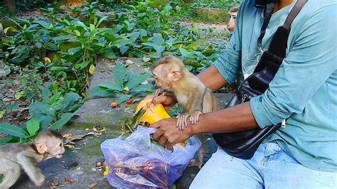 MORNING 31th October 2022 Rainbow See Papayas Baby Hungry But Katrina