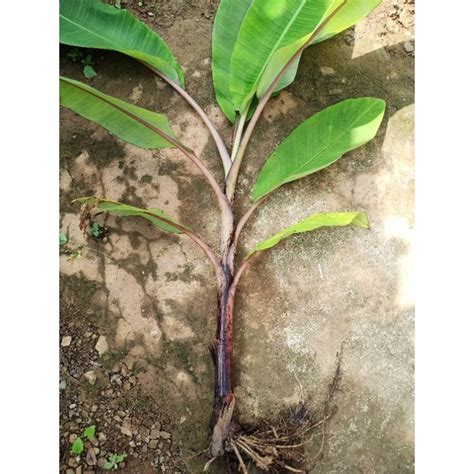 Jual Bibit Pohon Pisang Merah Kaya Mnfaatbuah Lembut Sejuk Dan Segar