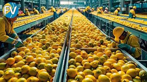 Cómo se cosechan y procesan millones de toneladas de limones Una