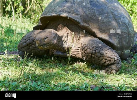 Galapagos Giant Tortoise Chelonoidis Nigra Walking On Santa Cruz