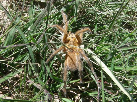 Common Baboon Spiders From Genadendal 7234 South Africa On September