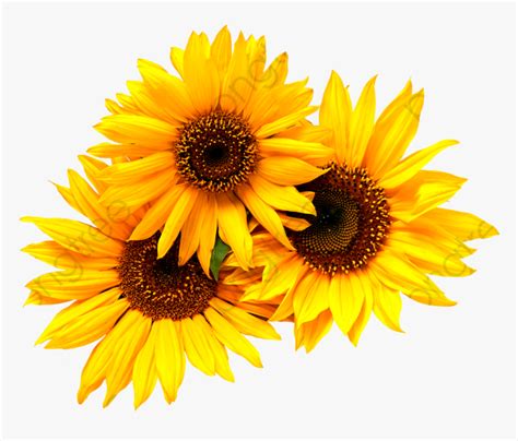 Sunflowers Clipart Transparent