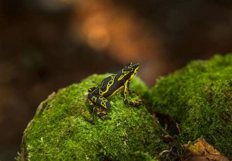 How to get up close to Colombian animals | Colombia Travel