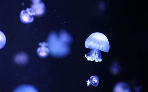 1000+ Best Jellyfish Mac Wallpapers Free HD Download - AllMacWallpaper