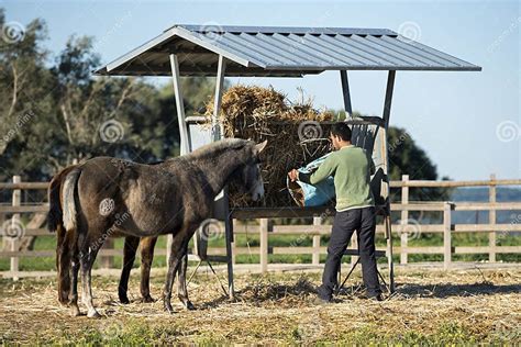 Man Feeding Horses Editorial Photo Image Of Routine 77298201