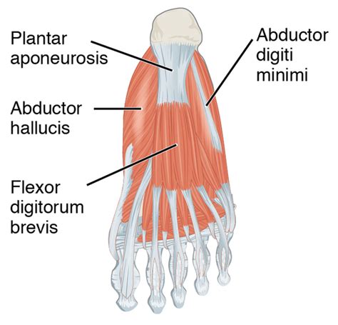 Abductor Hallucis Physiopedia