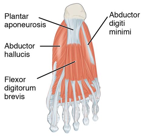 Flexor Digitorum Brevis - Physiopedia