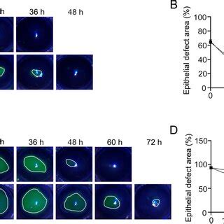 Effects Of Ar And Ar Antagonists On Corneal Epithelial Wound