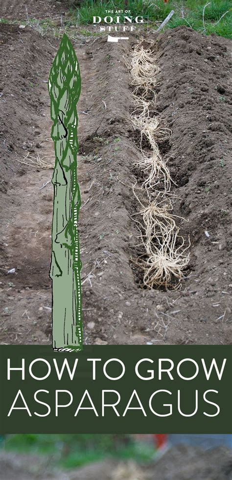 An Easy Guide To Planting Asparagus Cây Râu