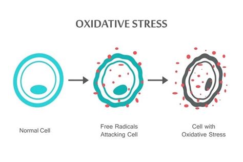 Everything You Should Know About Oxidative Stress