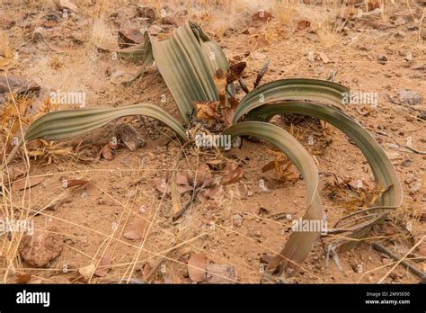 Planta Fósil Viva Con Inflorescencias Masculinas Welwitschia Mirabilis