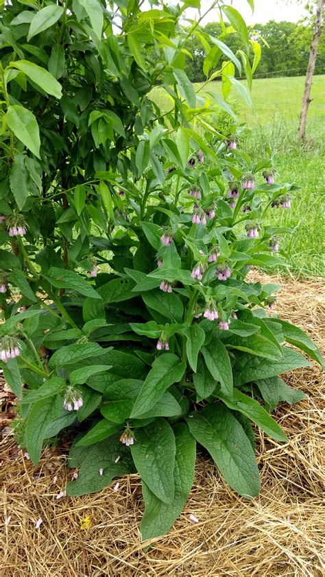 Bocking 14 Comfrey root cuttings for sale! (resources forum at permies)