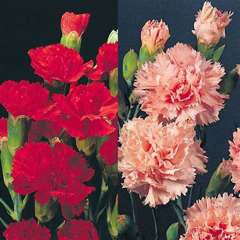 Seminte De Garoafe Dianthus Caryophyllus Floristan Series Mix