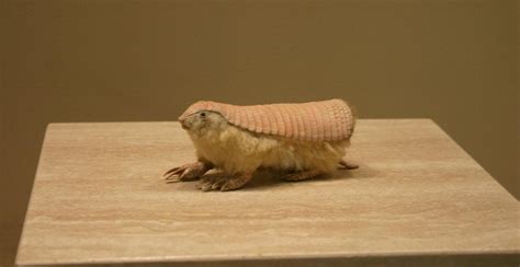 The Pink Fairy Armadillo Is Equal Parts Adorable And Kinda Scary