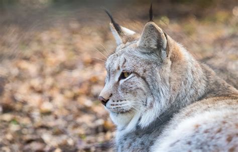 Wallpaper Look Face Portrait Profile Lynx Wild Cat For Mobile And