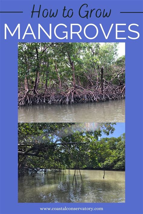 How To Grow Mangroves At Home Coastal Conservatory