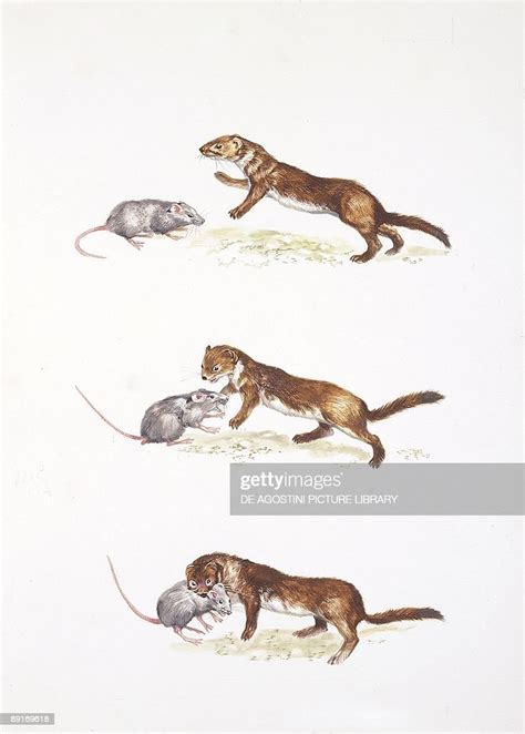 Ermine Hunting Illustration News Photo Getty Images