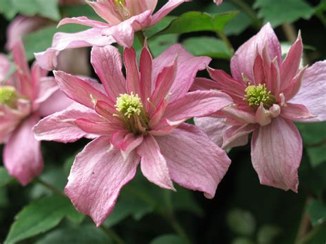 Download free photo of Flower,pink,clematis,montana,clematis montana - from needpix.com