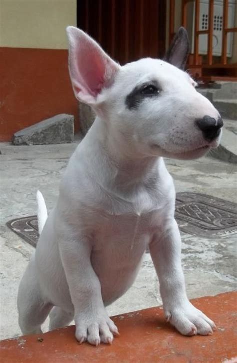 An Unexpected Dog Adoption Is Just What You Need Mini Bull Terriers