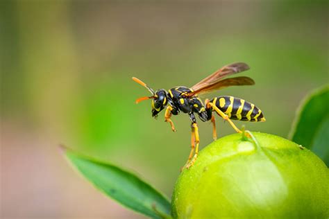 Como Curar A Picada De Marimbondo O Que Fazer Mundo Ecologia