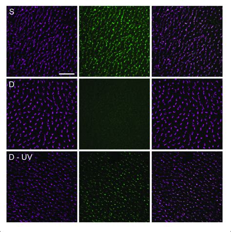 Double Immuno Fluorescence Labeling Of Chicken Retinae For Violet