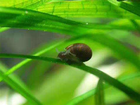 The 13 Best Types Of Aquarium Snails Freshwater