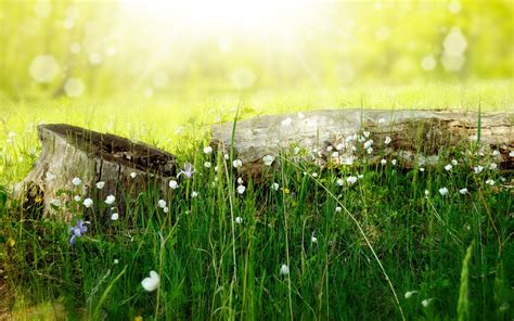 Wallpaper Sunlight Flowers Water Nature Plants Field Macro Green Morning Dew Wetland