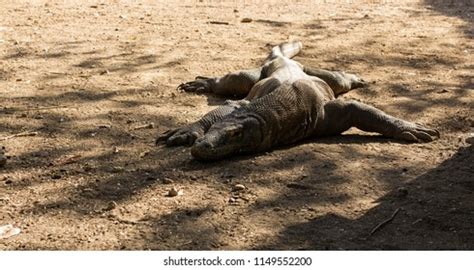 Komodo Dragon Indonesia Stock Photo 1149552200 | Shutterstock