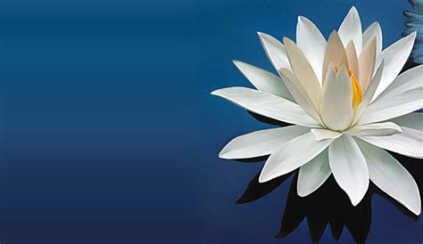 White Lotus Flower Wallpaper