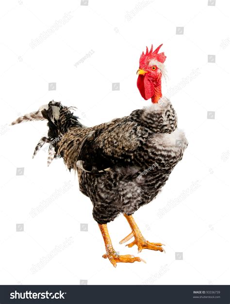 Naked Neck Rooster Isolated Stock Photo Shutterstock