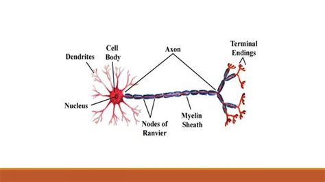 Nervous Tissue Neuron And Neuroglia Online Biology Notes