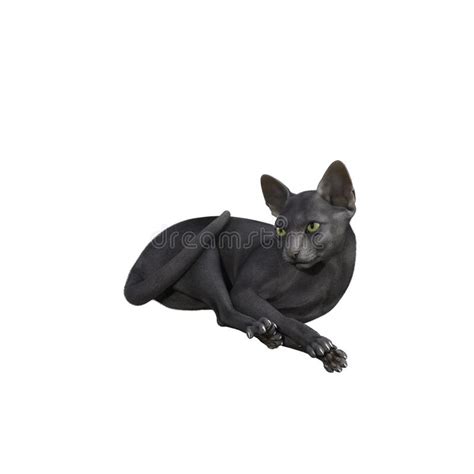 Bald Sphynx Cat Naked Cat Isolated Stock Illustrations 94 Bald Sphynx