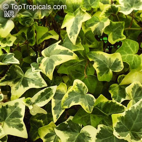 Hedera Helix English Ivy Top Quality Br