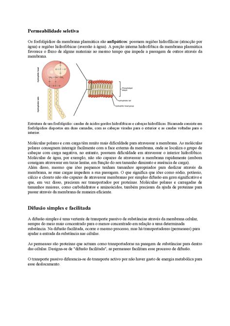 Exercicio Transporte Atraves Da Membrana Transport Informations Lane