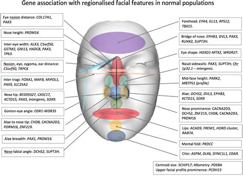 Frontiers | Facial Genetics: A Brief Overview