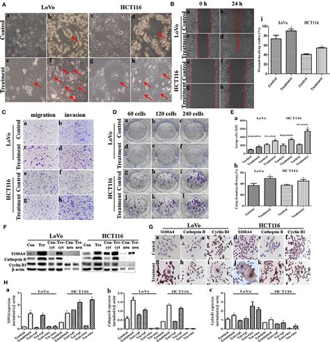 Frontiers Molecular Mechanisms By Which S A Regulates The