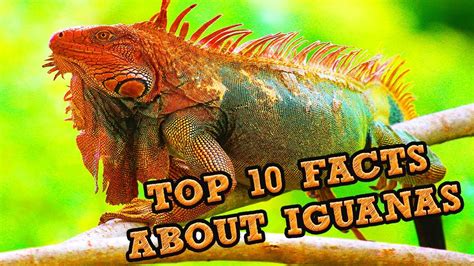 Top 10 Facts About Iguanas Youtube