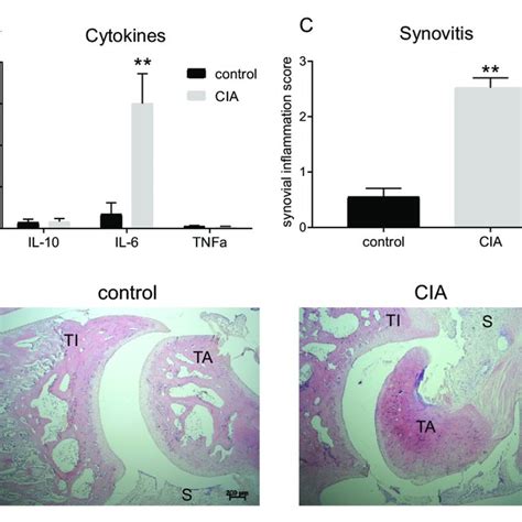 Indices Of Increased Inflammation In The Rat Cia Model Of Ra Plasma