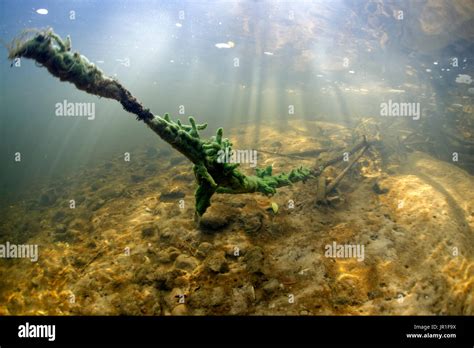 Spongilla Lacustris Spongilla Lacustris Hi Res Stock Photography And