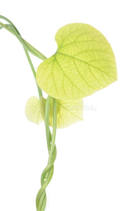 Twig Creepers Stock Image Image Of Branch Gardening 41566121