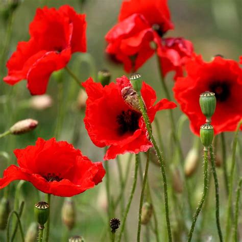 Poppy Seeds On Sale In Ireland Grow Your Own Poppies From Seed