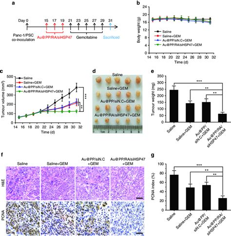 Combined Treatment Of Panc Psc Subcutaneous Xenografts A Scheme Of