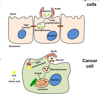 PDF Macropinocytosis In Different Cell Types Similarities And