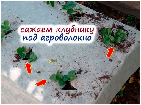 Посадка клубники осенью под агроволокно – детально о процессе и уходе после