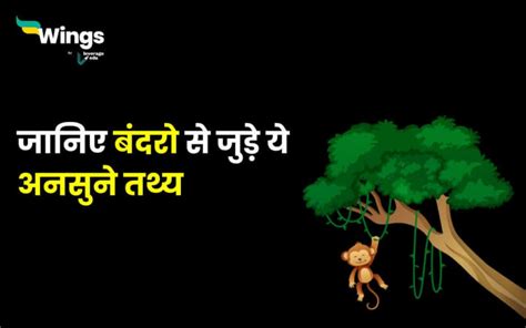 Monkey Facts in Hindi : जानिए बंदरो से जुड़े ये अनसुने तथ्य | Leverage Edu