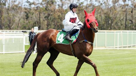 Albany Star Red Can Man With Ideal Draw As Trainer Steve Wolfe Chases