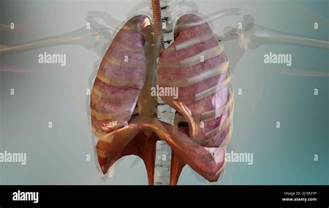 Human Respiratory System Lungs Anatomy Animation Concept Visible Lung