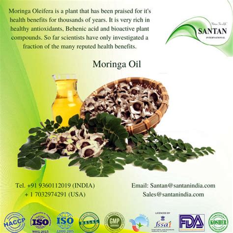 Moringa Oil At Best Price From Manufacturers Suppliers Dealers