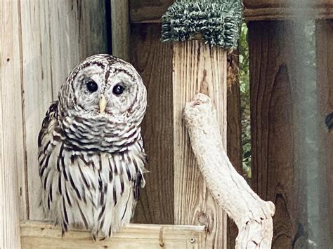 A new digital archive will preserve the st pete times obituaries