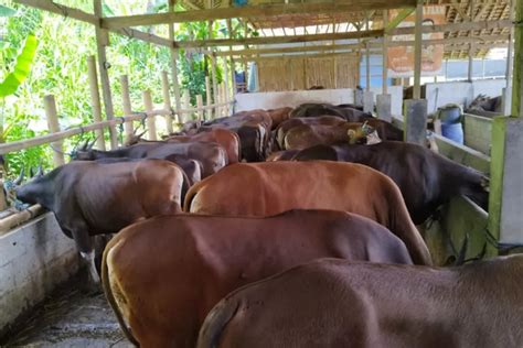 Daftar Harga Hewan Kambing Dan Sapi Kurban Idul Adha 2023 Mulai Dari